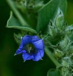 Bonamia mossambicensis