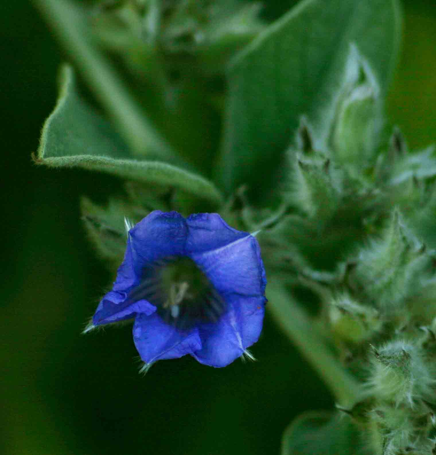 Bonamia mossambicensis
