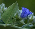 Bonamia mossambicensis