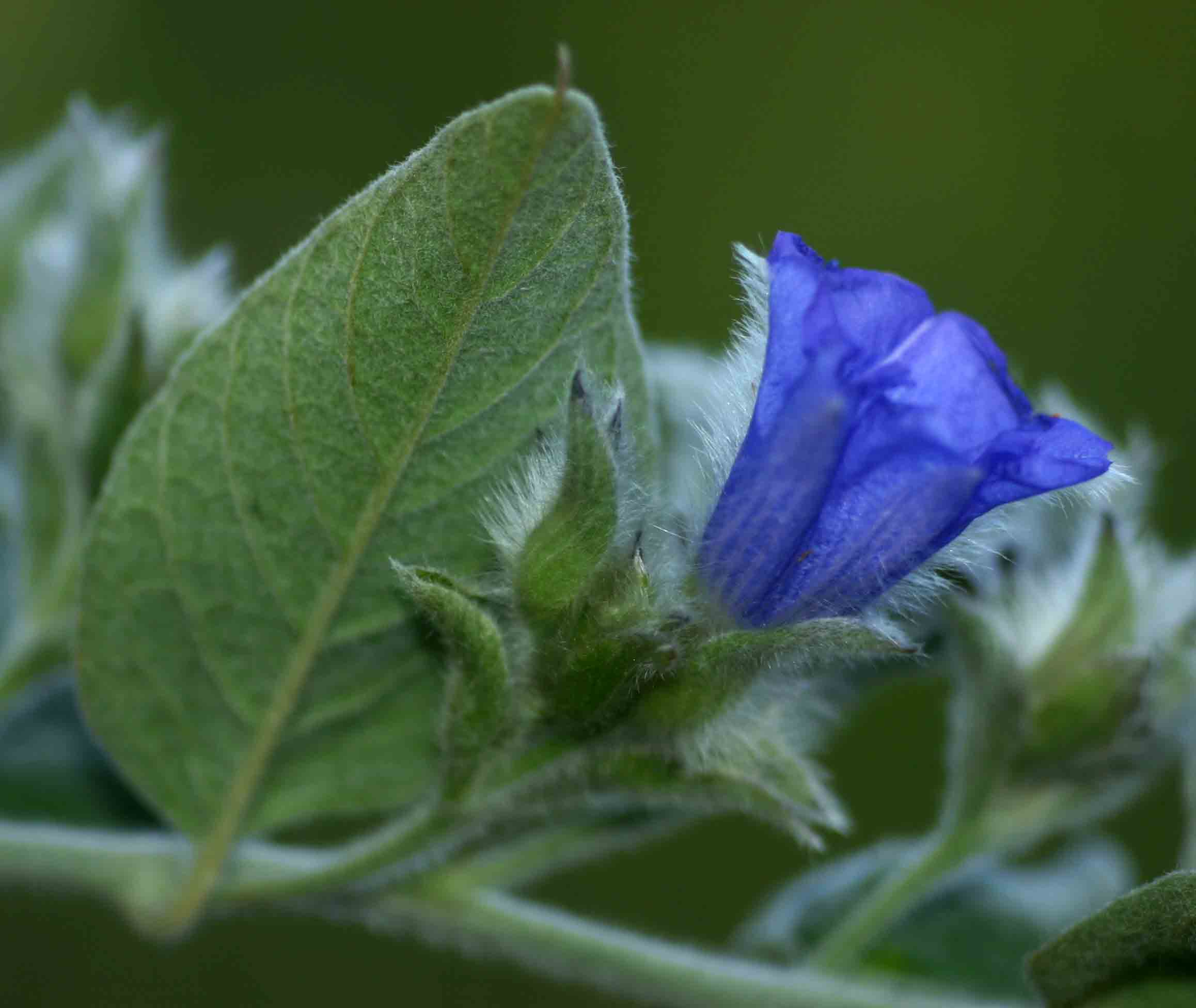 Bonamia mossambicensis