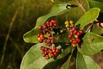 Psychotria eminiana var. eminiana