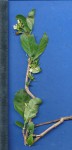 Psychotria amboniana subsp. mosambicensis