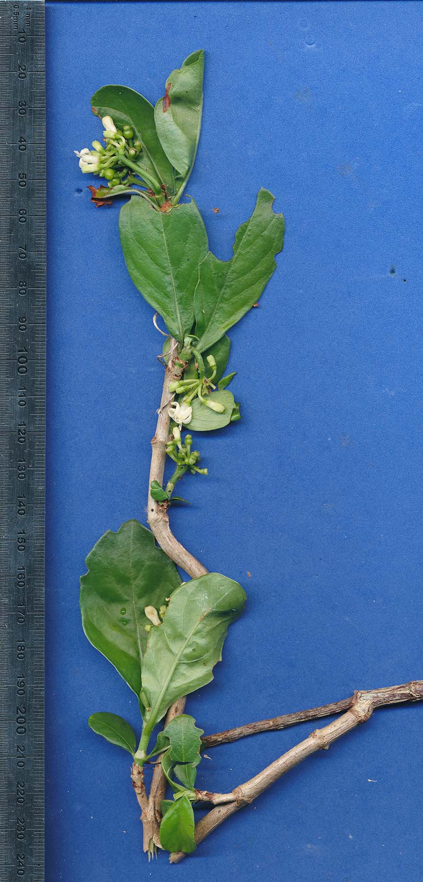Psychotria amboniana subsp. mosambicensis