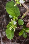 Psychotria amboniana subsp. mosambicensis
