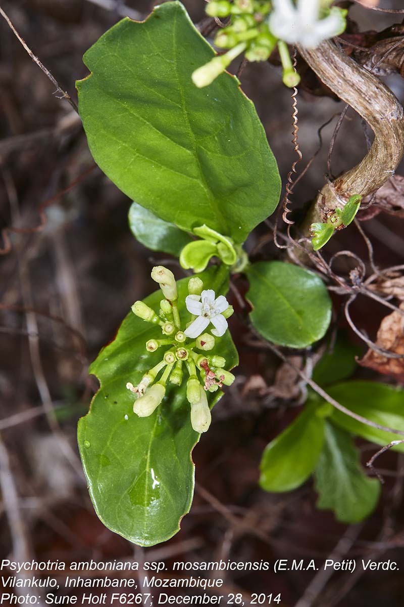Psychotria amboniana subsp. mosambicensis