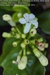 Psychotria amboniana subsp. mosambicensis