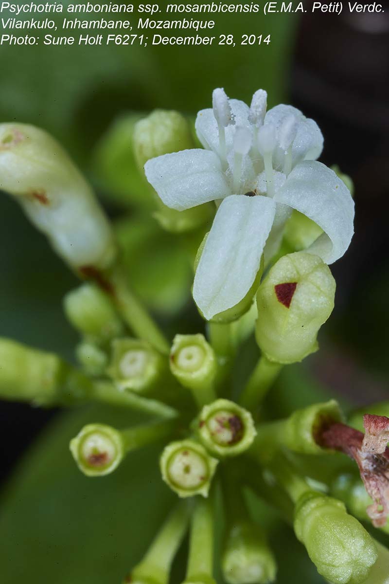 Psychotria amboniana subsp. mosambicensis