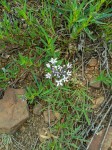Pentanisia angustifolia