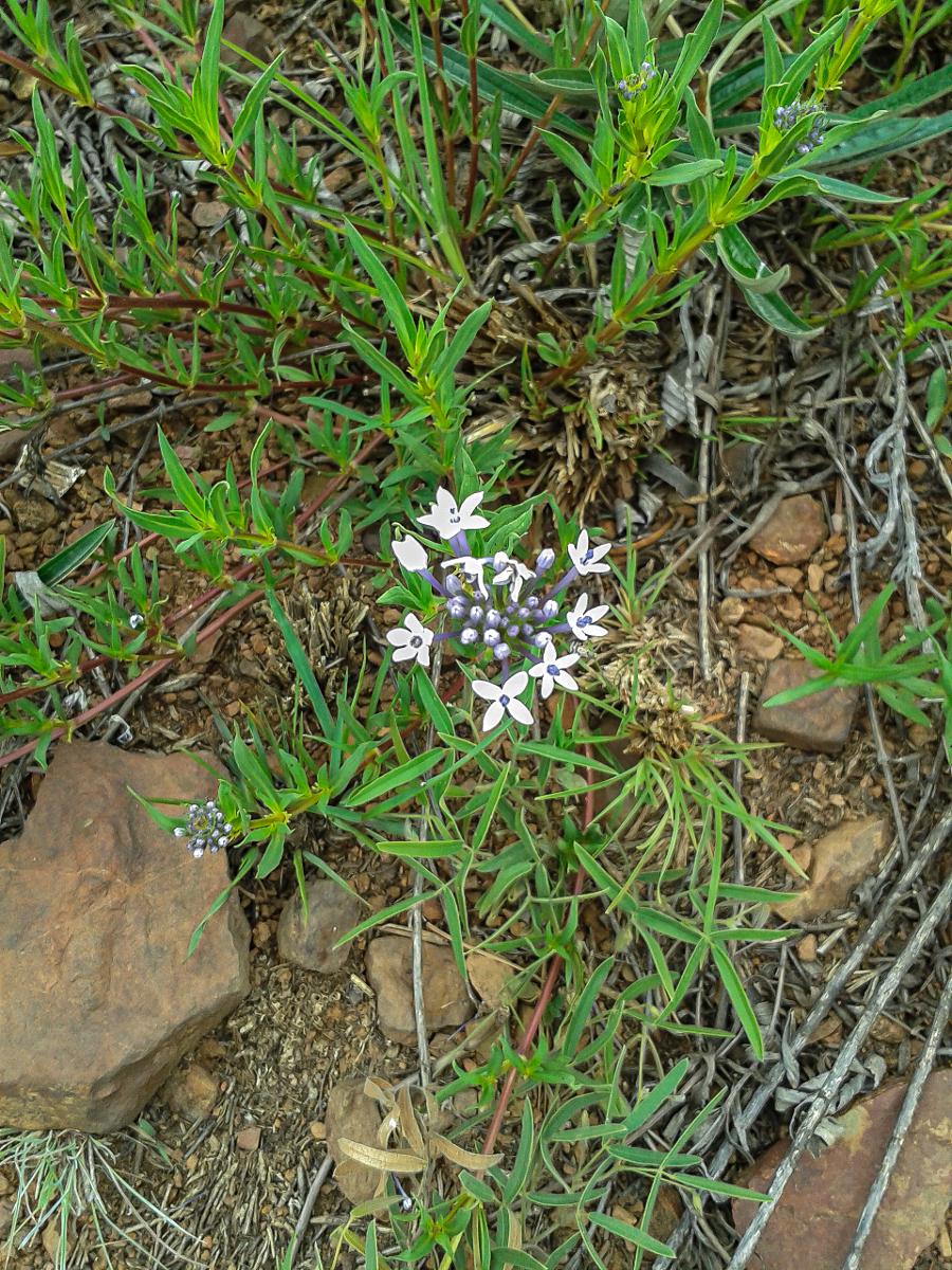 Pentanisia angustifolia
