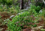 Pentas zanzibarica subsp. milangiana