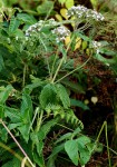 Pentas zanzibarica subsp. milangiana