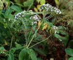 Pentas zanzibarica subsp. milangiana