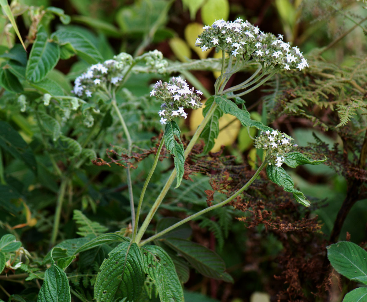 Pentas zanzibarica subsp. milangiana