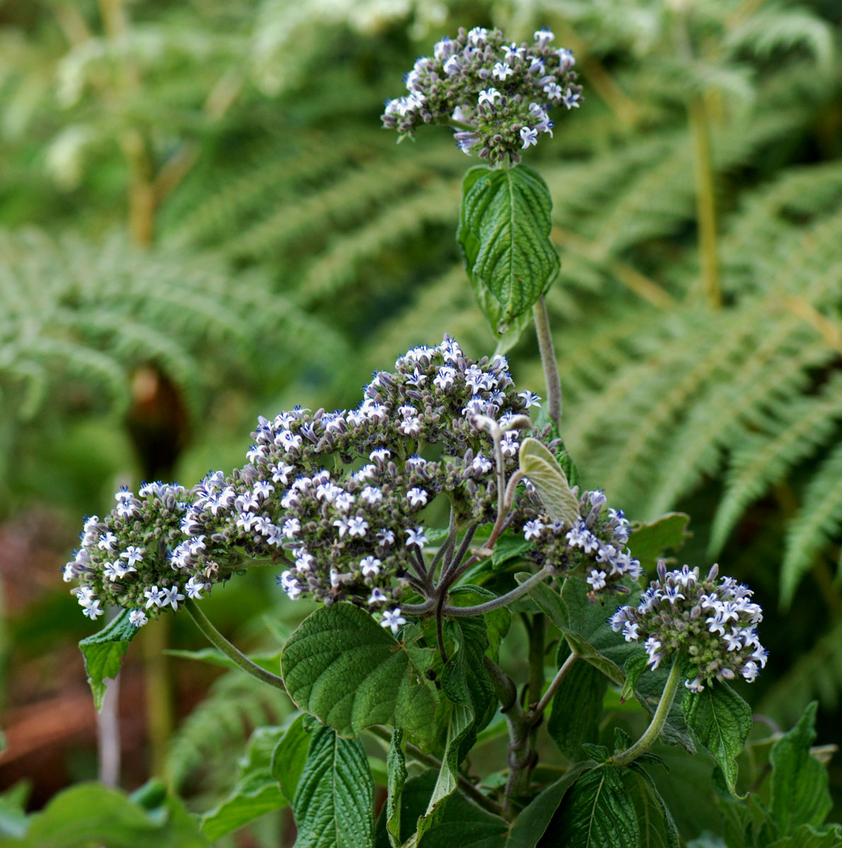 Pentas zanzibarica subsp. milangiana