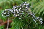 Pentas zanzibarica subsp. milangiana