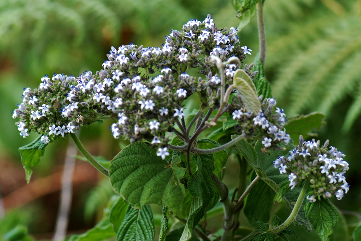 Pentas zanzibarica subsp. milangiana