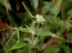 Pentas zanzibarica subsp. milangiana