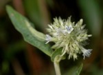 Pentas zanzibarica subsp. milangiana