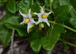 Solanum litoraneum