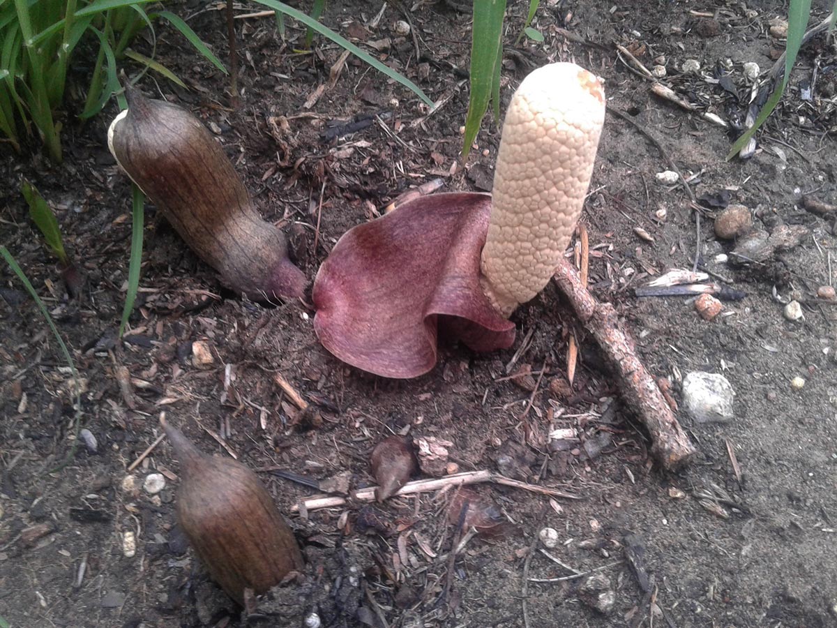 Gonatopus clavatus
