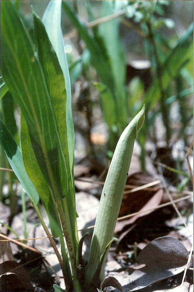 Stylochaeton borumensis