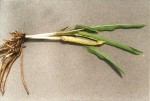 Stylochaeton borumensis