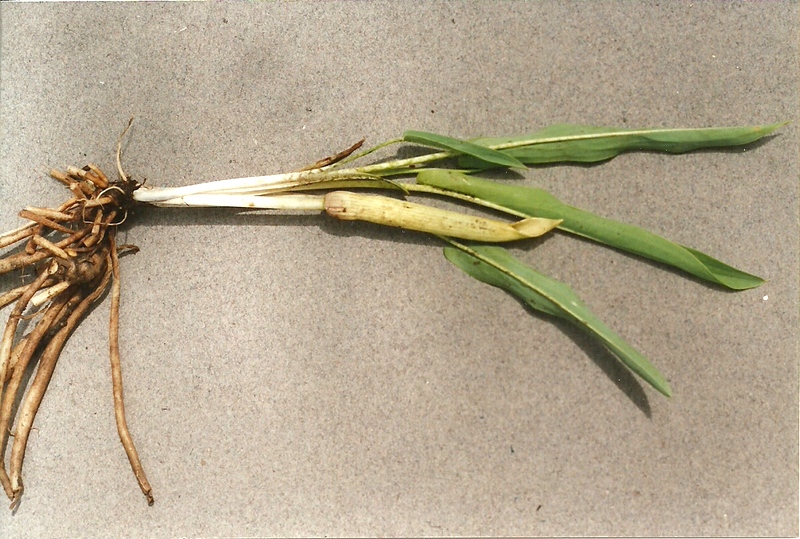 Stylochaeton borumensis