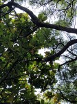 Ficus lyrata