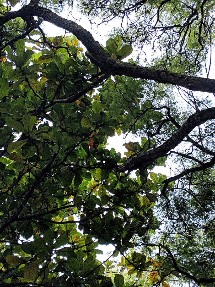 Ficus lyrata