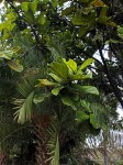 Ficus lyrata
