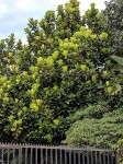 Ficus lyrata