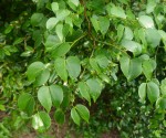 Guibourtia schliebenii