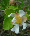 Tetracera boiviniana