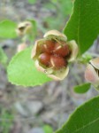 Tetracera boiviniana