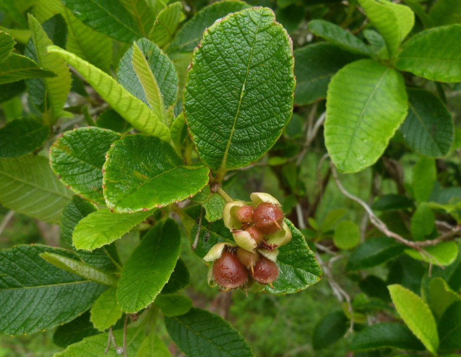 Tetracera boiviniana