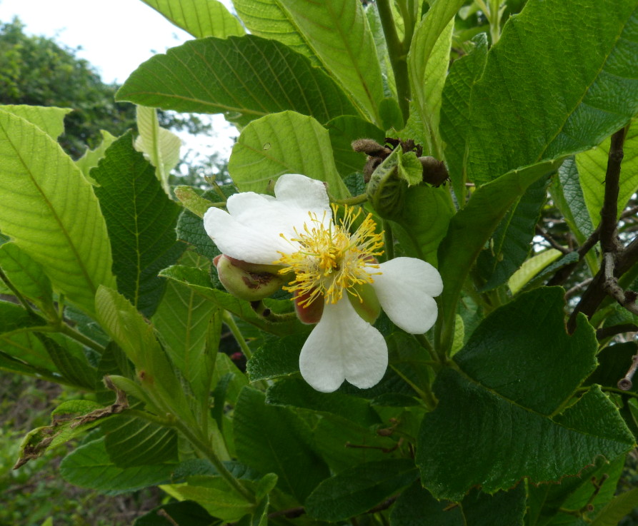 Tetracera boiviniana