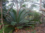 Encephalartos ferox subsp. ferox