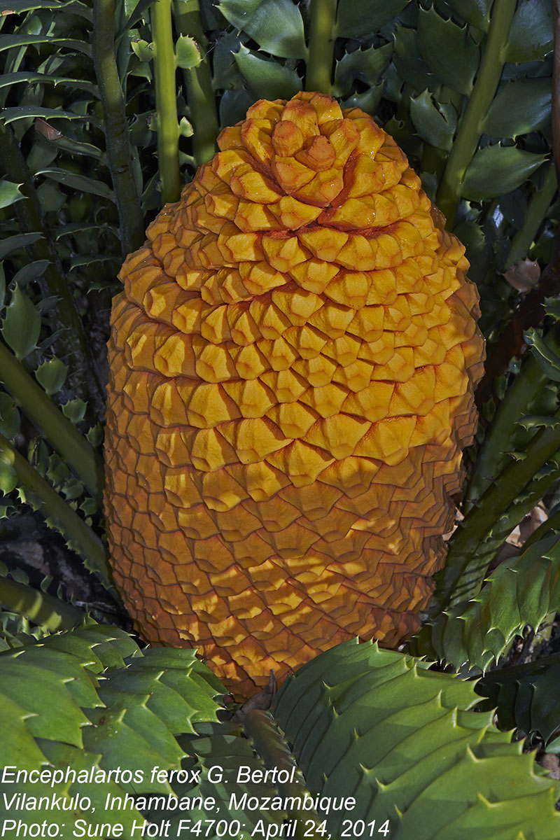 Encephalartos ferox subsp. ferox