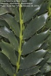 Encephalartos ferox subsp. ferox