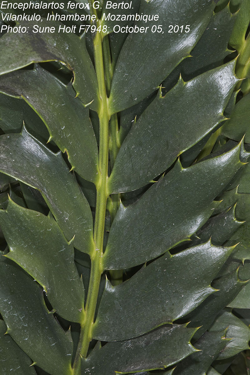 Encephalartos ferox subsp. ferox