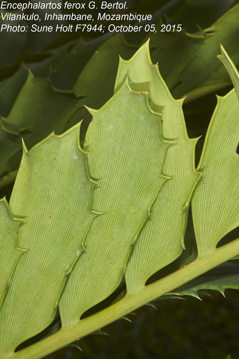 Encephalartos ferox subsp. ferox