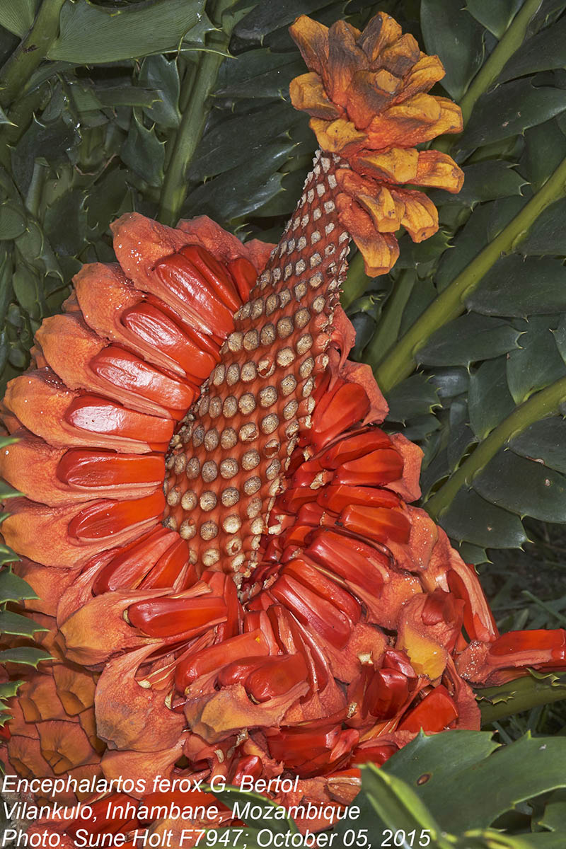 Encephalartos ferox subsp. ferox