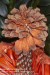 Encephalartos ferox subsp. ferox