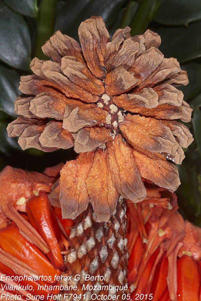 Encephalartos ferox subsp. ferox