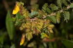 Kotschya uguenensis