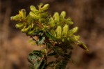 Kotschya uguenensis