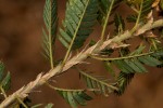Kotschya uguenensis