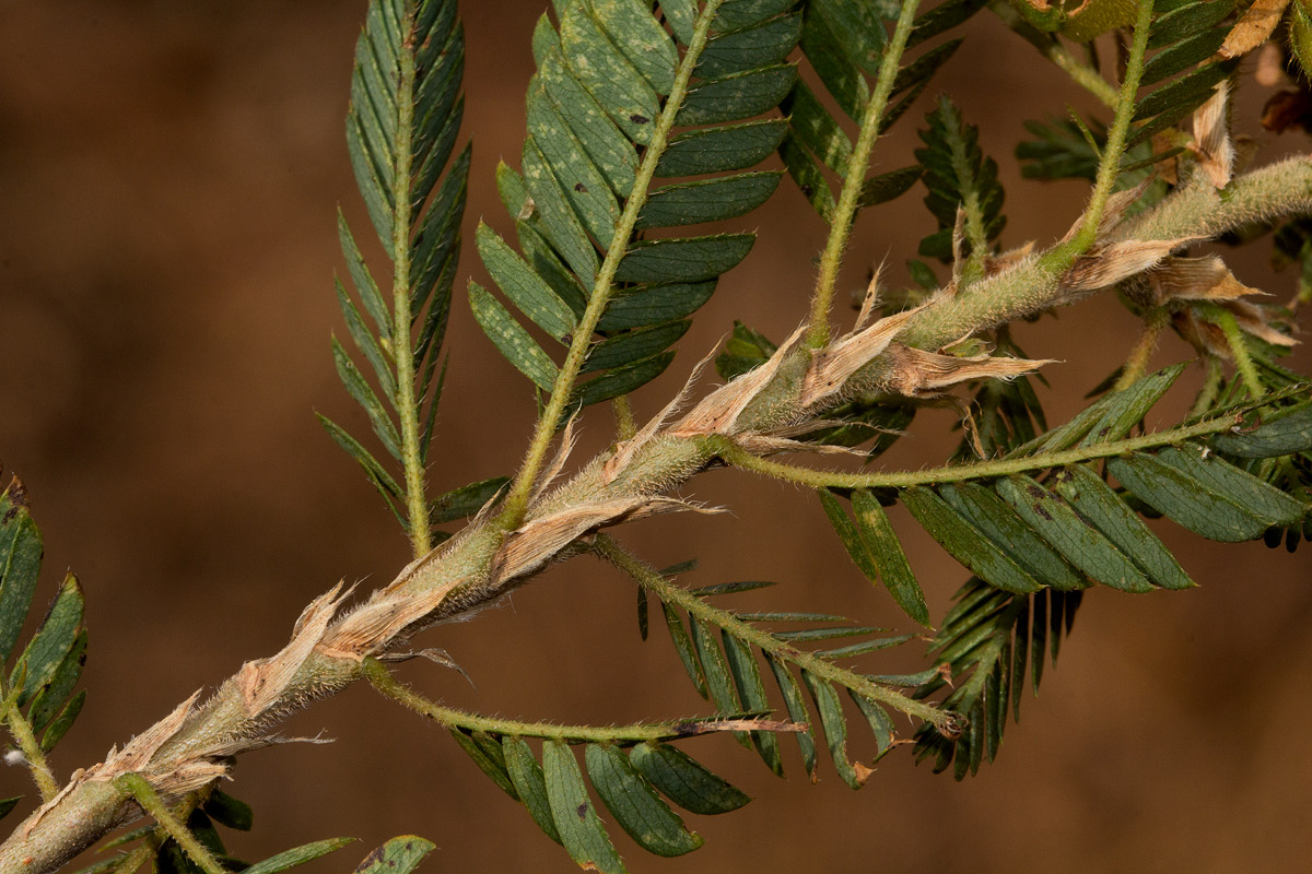 Kotschya uguenensis