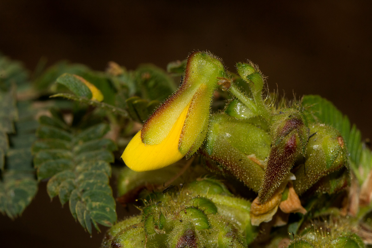 Kotschya uguenensis