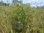 Mucuna stans